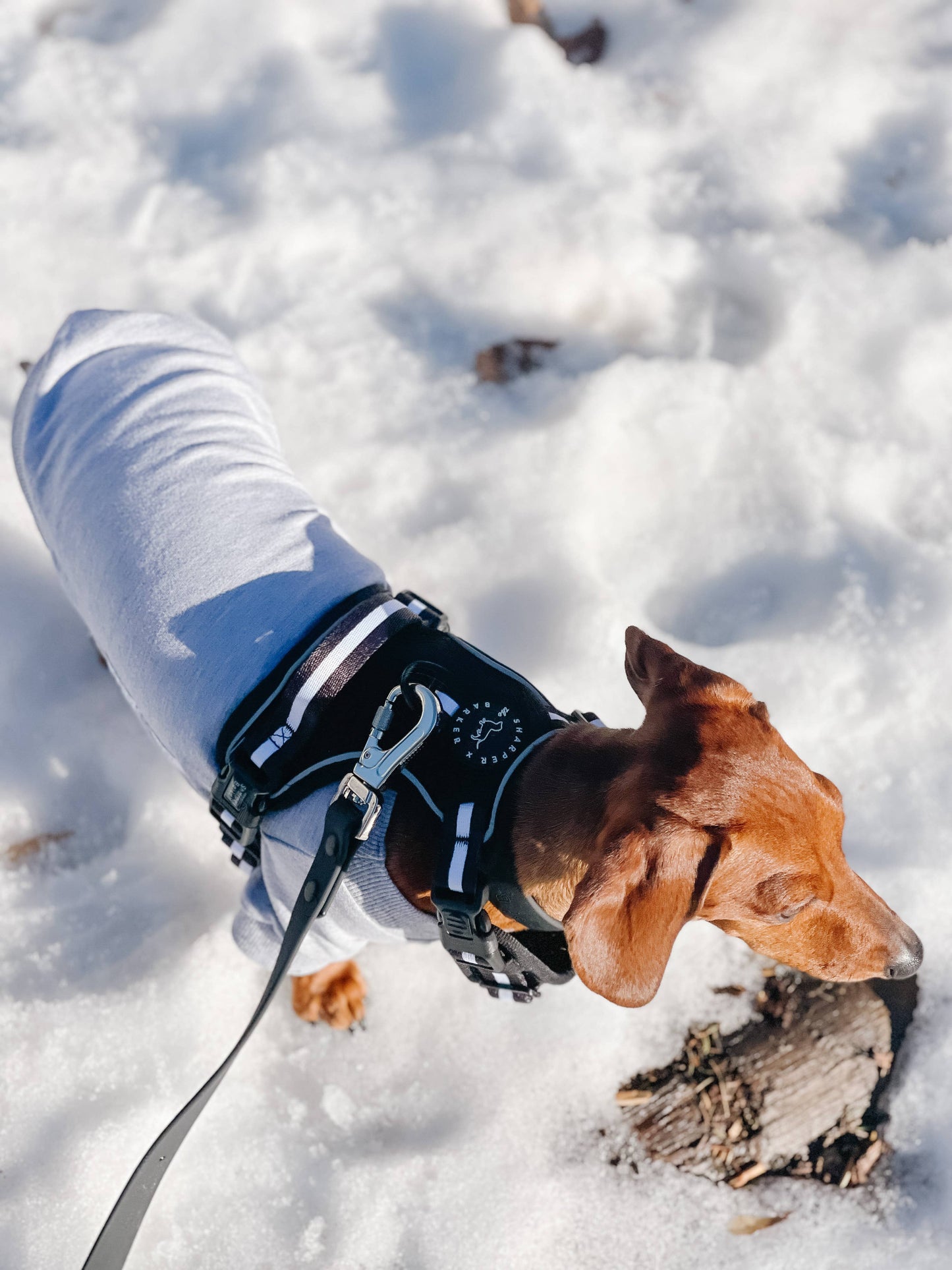 Durable Waterproof Dog Leash - Ideal for All-Weather Outdoor Adventures - Black