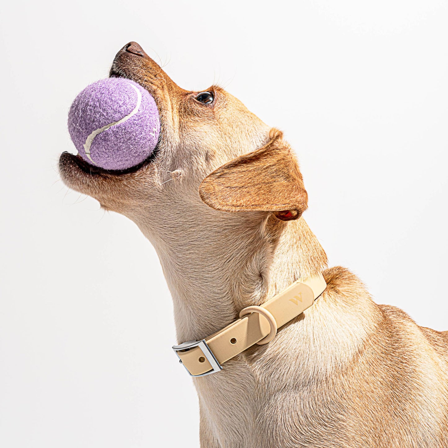 4-Pack Dog Tennis Balls – Extra Bouncy, Durable, and Pet-Safe for Endless Playtime