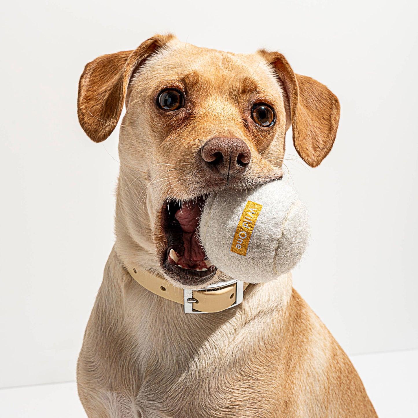 4-Pack Dog Tennis Balls – Extra Bouncy, Durable, and Pet-Safe for Endless Playtime