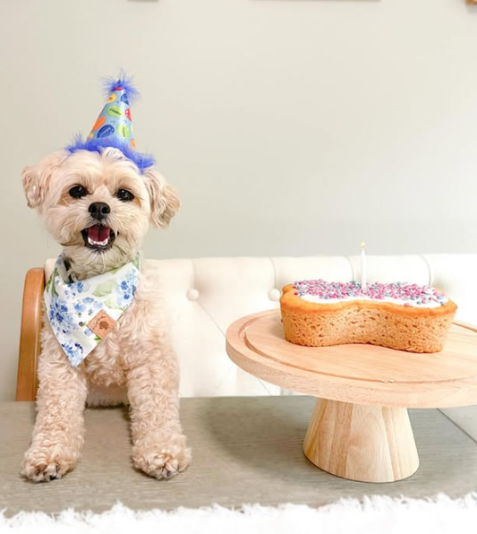 Dog wearing a party hat with a small birthday cake on a table
