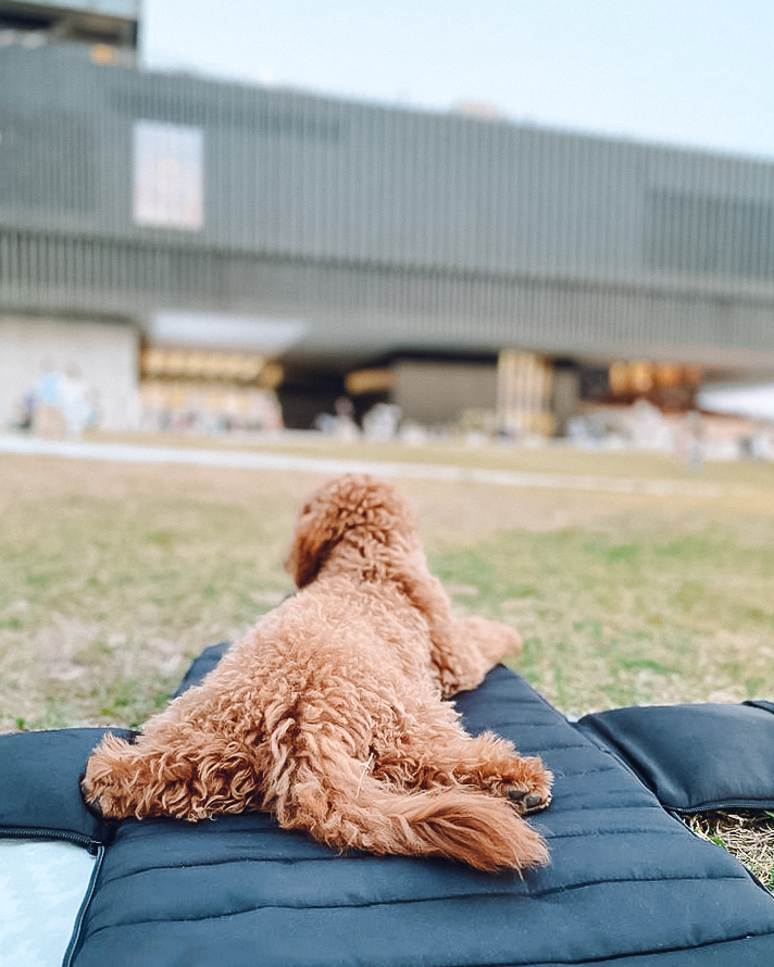 Everywhere Convertible Dog Tote - Versatile Pet Carrier for Travel & Outdoor Adventures