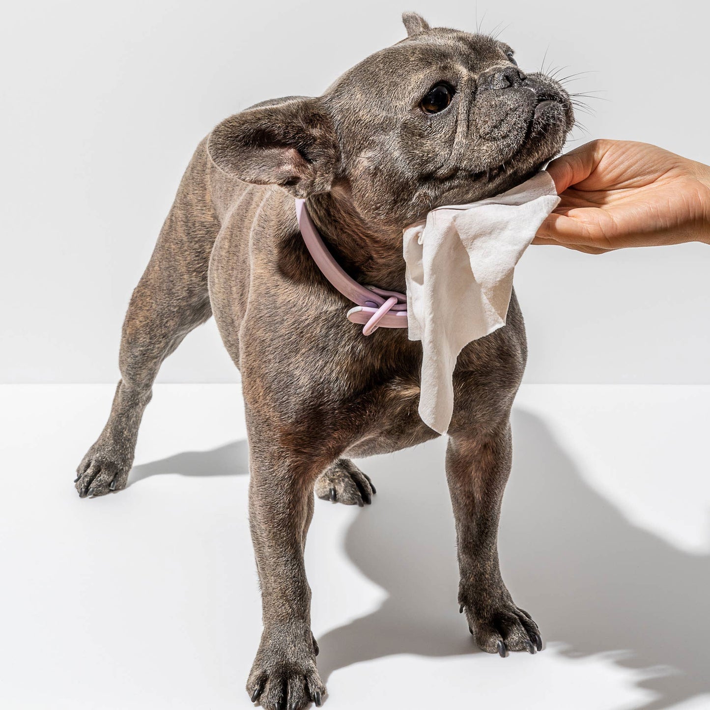 Premium Dog & Pet Grooming Wipes – Hypoallergenic, Coconut & Aloe for Fresh, Clean Fur